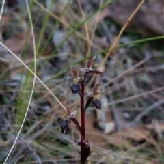 Acianthus exsertus at Jerrabomberra, NSW - 23 Apr 2017