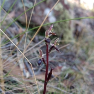 Acianthus exsertus at Jerrabomberra, NSW - 23 Apr 2017