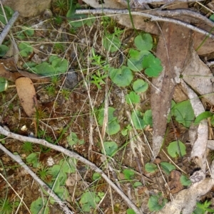 Corysanthes sp. at suppressed - suppressed