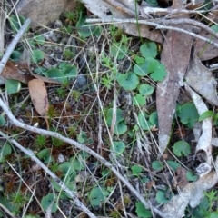 Corysanthes sp. at suppressed - suppressed