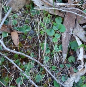 Corysanthes sp. at suppressed - suppressed