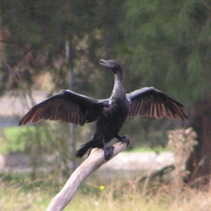 Phalacrocorax sulcirostris at Amaroo, ACT - 22 Apr 2017 11:31 AM