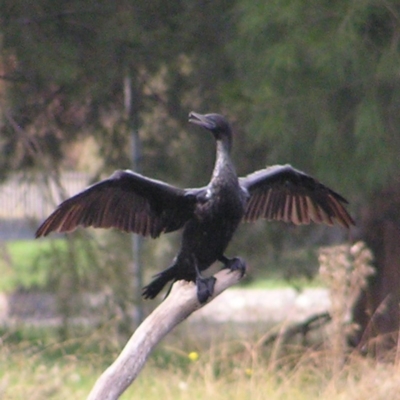 Phalacrocorax sulcirostris (Little Black Cormorant) at Yerrabi Pond - 22 Apr 2017 by MatthewFrawley