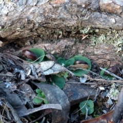 Corysanthes hispida (Bristly Helmet Orchid) at Mount Jerrabomberra - 23 Apr 2017 by MattM