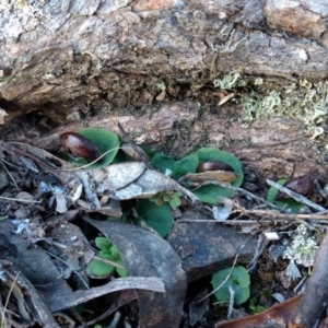Corysanthes hispida at Jerrabomberra, NSW - 23 Apr 2017
