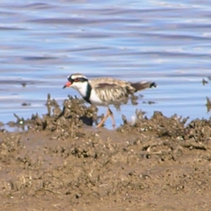 Charadrius melanops at Gungahlin, ACT - 22 Apr 2017