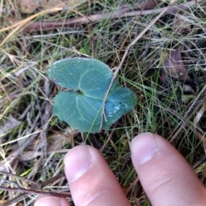 Acianthus sp. at Jerrabomberra, NSW - suppressed