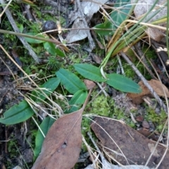 Chiloglottis sp. (A Bird/Wasp Orchid) at Mount Jerrabomberra QP - 23 Apr 2017 by MattM