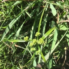 Cyperus eragrostis (Umbrella Sedge) at Yass, NSW - 23 Apr 2017 by Floramaya