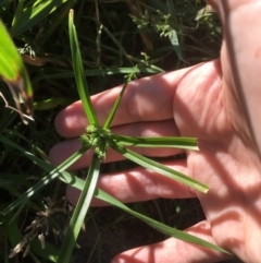 Cyperus eragrostis at Yass, NSW - 23 Apr 2017