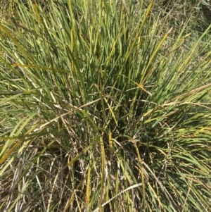 Lomandra longifolia at Yass, NSW - 23 Apr 2017 10:17 AM