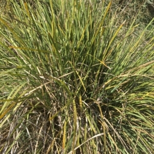 Lomandra longifolia at Yass, NSW - 23 Apr 2017