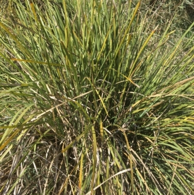 Lomandra longifolia (Spiny-headed Mat-rush, Honey Reed) at Yass, NSW - 23 Apr 2017 by Floramaya