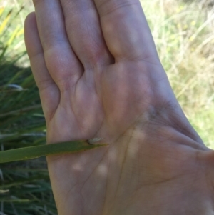 Lomandra longifolia at Yass, NSW - 23 Apr 2017 10:17 AM