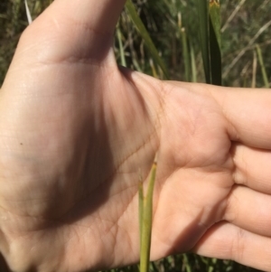 Lomandra longifolia at Yass, NSW - 23 Apr 2017 10:17 AM