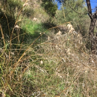 Themeda triandra (Kangaroo Grass) at Yass, NSW - 23 Apr 2017 by Floramaya