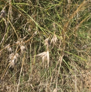 Themeda triandra at Yass, NSW - 23 Apr 2017