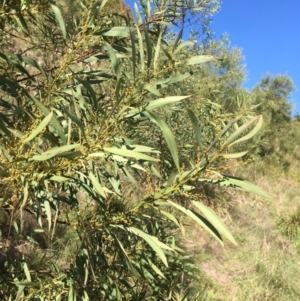 Acacia rubida at Yass, NSW - 23 Apr 2017 10:19 AM