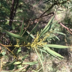 Acacia rubida at Yass, NSW - 23 Apr 2017 10:19 AM