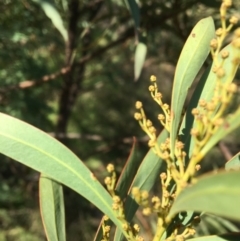 Acacia rubida at Yass, NSW - 23 Apr 2017