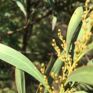 Acacia rubida at Yass, NSW - 23 Apr 2017