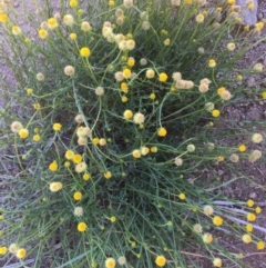 Calotis lappulacea (Yellow Burr Daisy) at Yass, NSW - 23 Apr 2017 by Floramaya