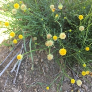 Calotis lappulacea at Yass, NSW - 23 Apr 2017