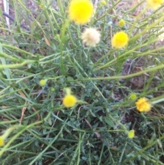 Calotis lappulacea at Yass, NSW - 23 Apr 2017 10:21 AM