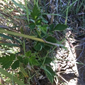 Rubus parvifolius at Yass, NSW - 23 Apr 2017