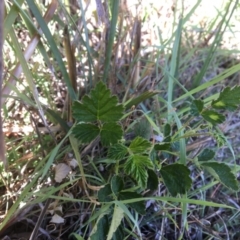 Rubus parvifolius at Yass, NSW - 23 Apr 2017