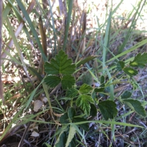 Rubus parvifolius at Yass, NSW - 23 Apr 2017