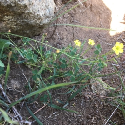 Oxalis sp. (Wood Sorrel) at Yass, NSW - 23 Apr 2017 by Floramaya