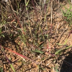 Digitaria brownii (Cotton Panic Grass) at Yass, NSW - 23 Apr 2017 by Floramaya