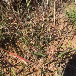 Digitaria brownii at Yass, NSW - 23 Apr 2017