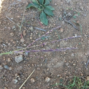 Digitaria brownii at Yass, NSW - 23 Apr 2017