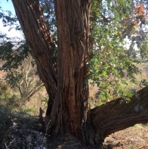 Eucalyptus cinerea at Yass, NSW - 23 Apr 2017 10:33 AM