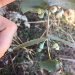 Eucalyptus cinerea at Yass, NSW - 23 Apr 2017