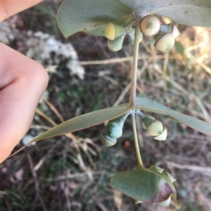 Eucalyptus cinerea at Yass, NSW - 23 Apr 2017 10:33 AM