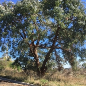 Eucalyptus cinerea at Yass, NSW - 23 Apr 2017 10:33 AM