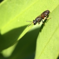 Hylaeus (Prosopisteron) littleri (Hylaeine colletid bee) at Yarralumla, ACT - 23 Apr 2017 by PeterA