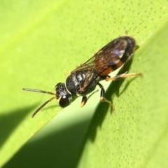 Hylaeus (Prosopisteron) littleri at Yarralumla, ACT - 23 Apr 2017 02:54 PM