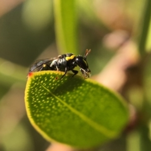 Hylaeus (Gnathoprosopis) amiculinus at Yarralumla, ACT - 23 Apr 2017