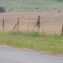 Petroica boodang at Holt, ACT - 22 Apr 2017 by Rosie