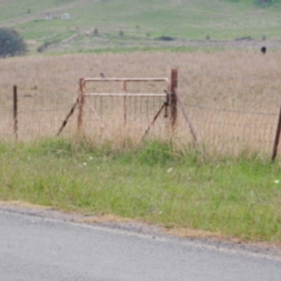 Petroica boodang at Holt, ACT - 22 Apr 2017 by Rosie