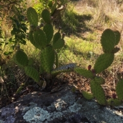 Opuntia puberula (Puberula Cactus) at Yass, NSW - 23 Apr 2017 by Floramaya