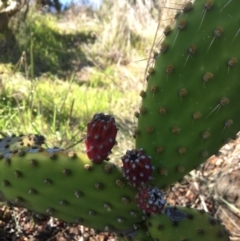 Opuntia puberula at Yass, NSW - 23 Apr 2017