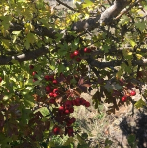 Crataegus monogyna at Yass, NSW - 23 Apr 2017