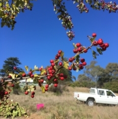 Crataegus monogyna at Yass, NSW - 23 Apr 2017 11:29 AM