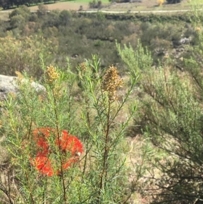 Cassinia quinquefaria (Rosemary Cassinia) at Yass, NSW - 23 Apr 2017 by Floramaya
