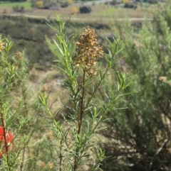 Cassinia quinquefaria at Yass, NSW - 23 Apr 2017